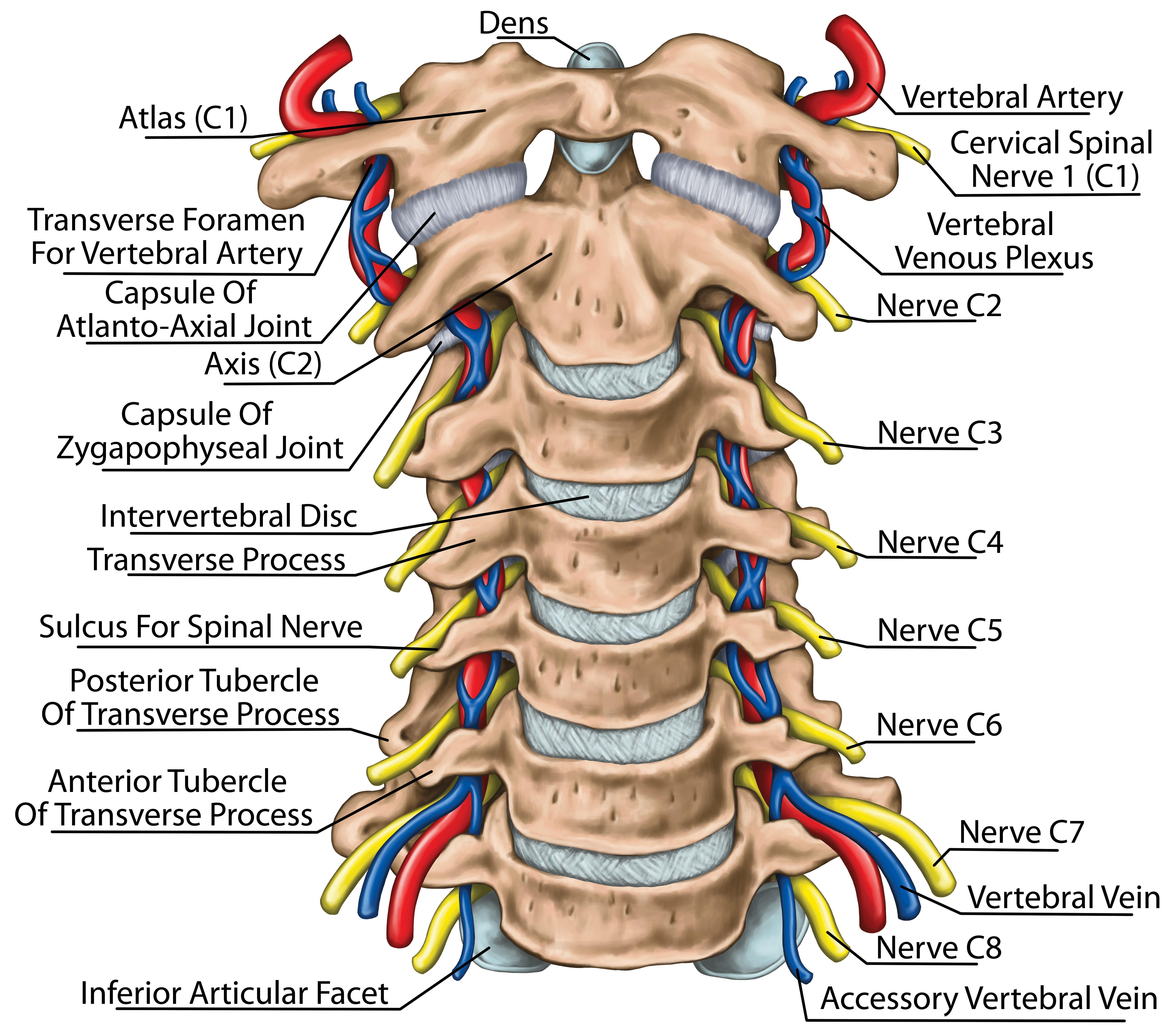 cervical‌ spine