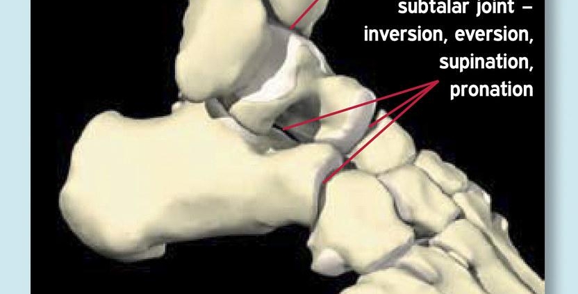 Ankle Anatomy