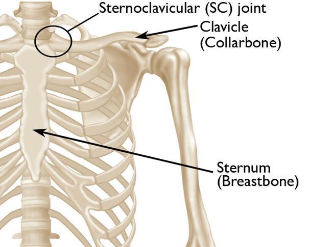 sternoclavicular joint