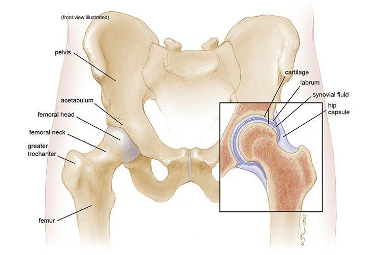 hip anatomy