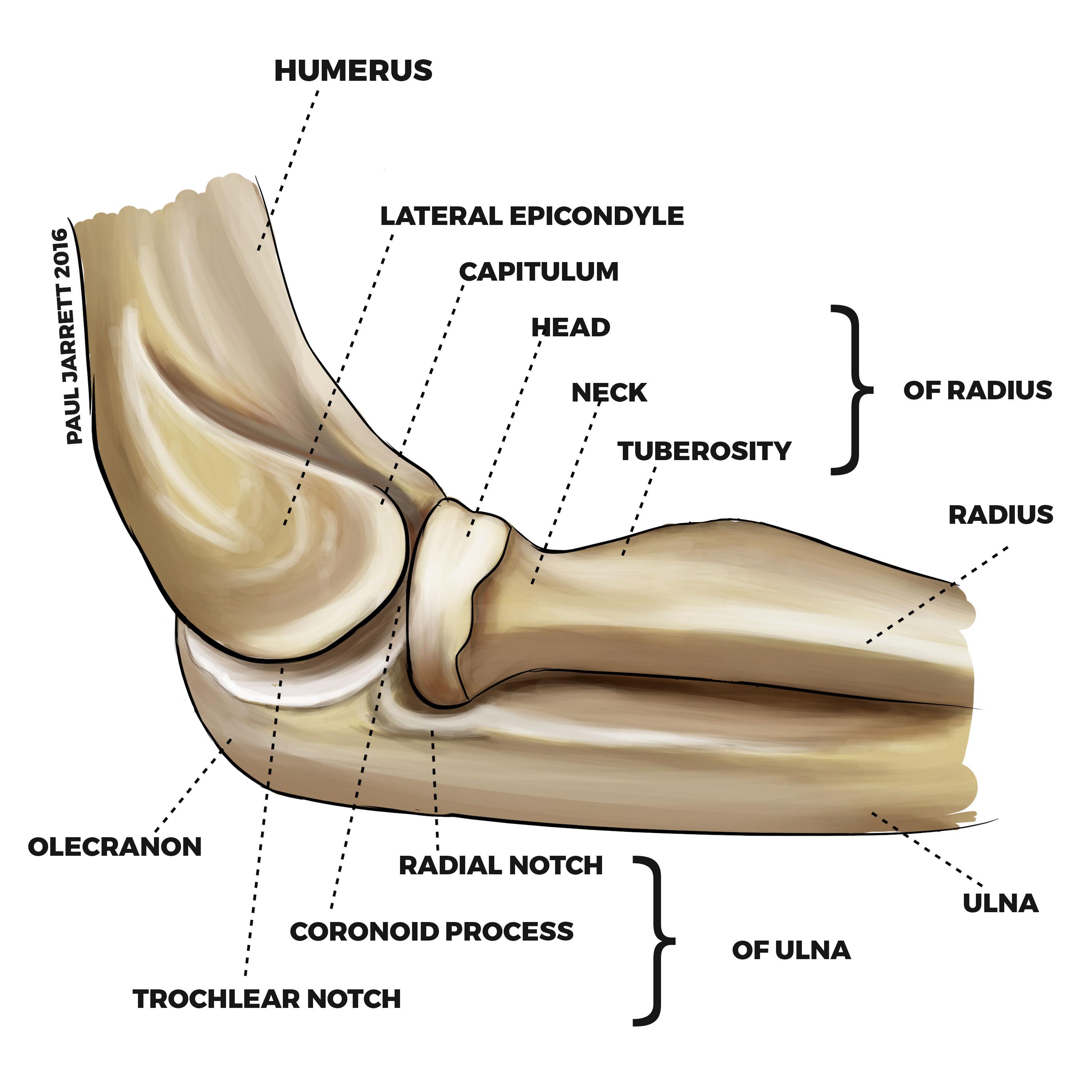 elbow anatomy