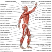 Beyond the Bones: The Vital Role of Muscles, Tendons, and Ligaments