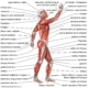 Beyond the Bones: The Vital Role of Muscles, Tendons, and Ligaments