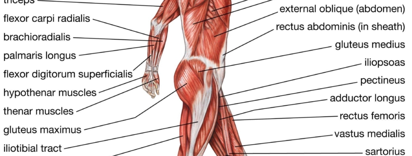 Beyond the Bones: The Vital Role of Muscles, Tendons, and Ligaments