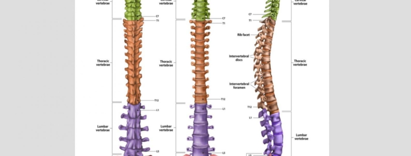 The Backbone of Your Health: The Importance of a Healthy Spine