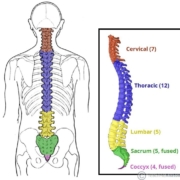 Back to Basics: Understanding the Anatomy of Your Spine