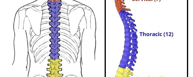 Back to Basics: Understanding the Anatomy of Your Spine