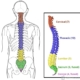 Back to Basics: Understanding the Anatomy of Your Spine